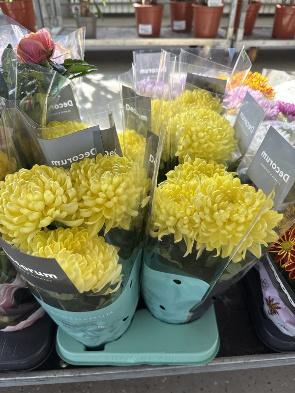 ХРИЗАНТЕМА ЗЕМБЛА 3 ТАК ДЕКОРУМ Х 8