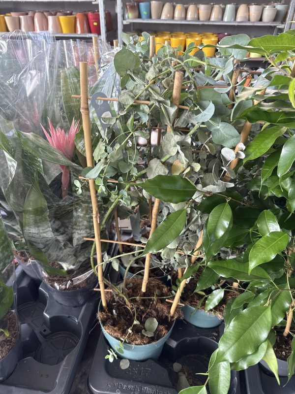 ЭВКАЛИПТ СИНЕРЕЯ 60 СМ Х 6