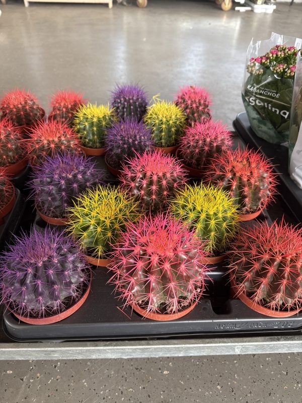 ЭХИНОКАКТУС МИКС Х 8