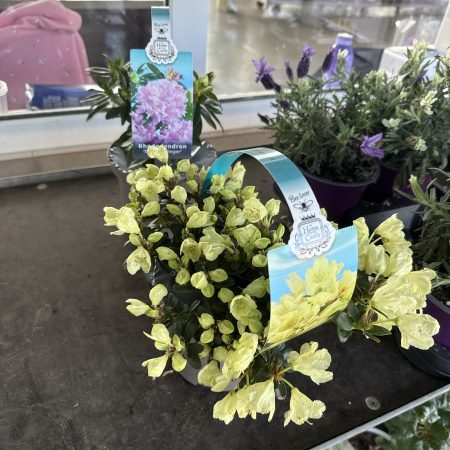 АЗАЛИЯ МИКС УЛИЧНАЯ Х 6