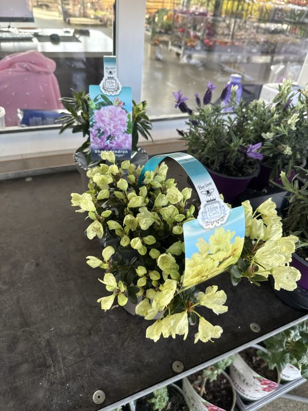 АЗАЛИЯ МИКС УЛИЧНАЯ Х 6