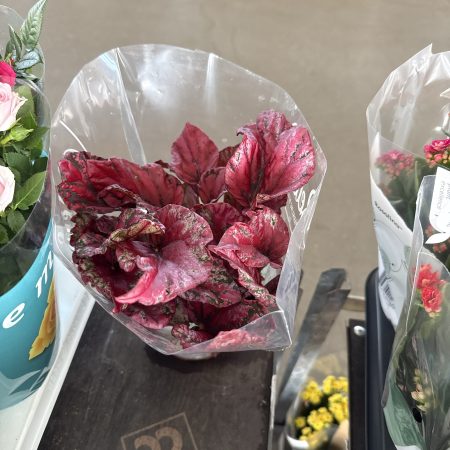 БЕГОНИЯ РЕКС МИКС Х 8