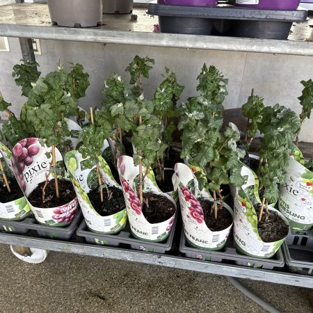 ВИНОГРАД 40 СМ Х 6