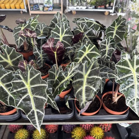 АЛОКАЗИЯ ПОЛЛИ 35 СМ Х 10