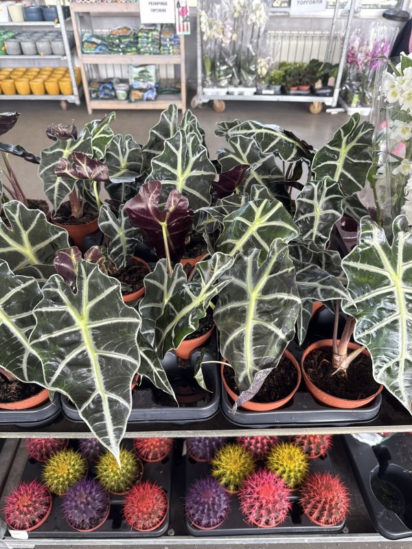 АЛОКАЗИЯ ПОЛЛИ 35 СМ Х 10