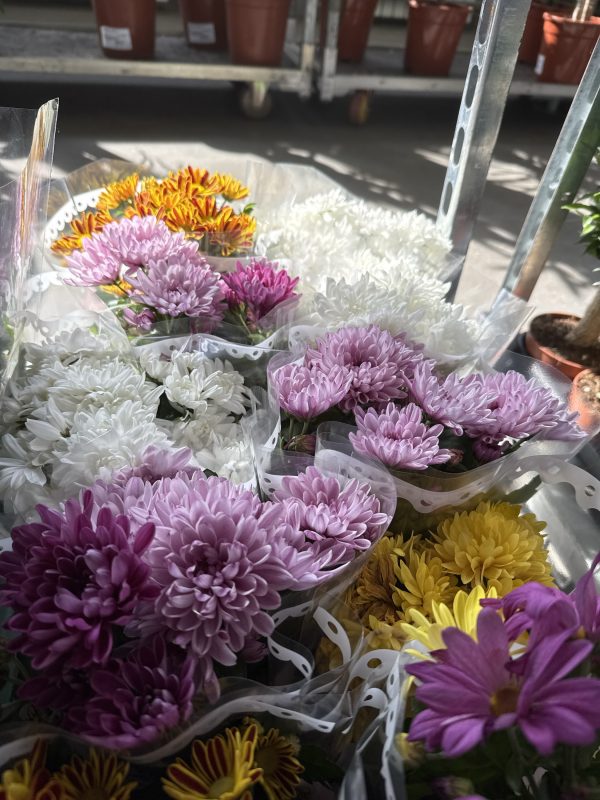 ХРИЗАНТЕМА КУСТ. МИКС Х 10