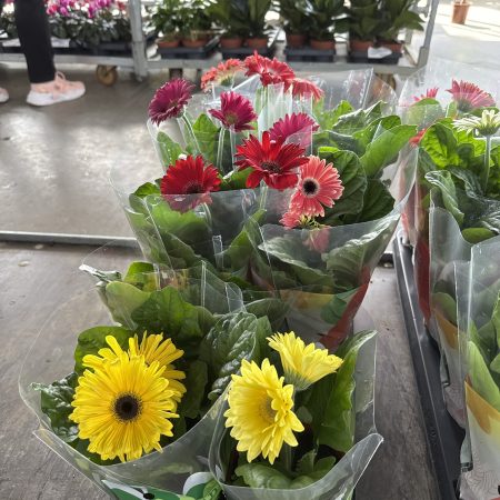 ГЕРБЕРА МИКС 35 СМ Х 10