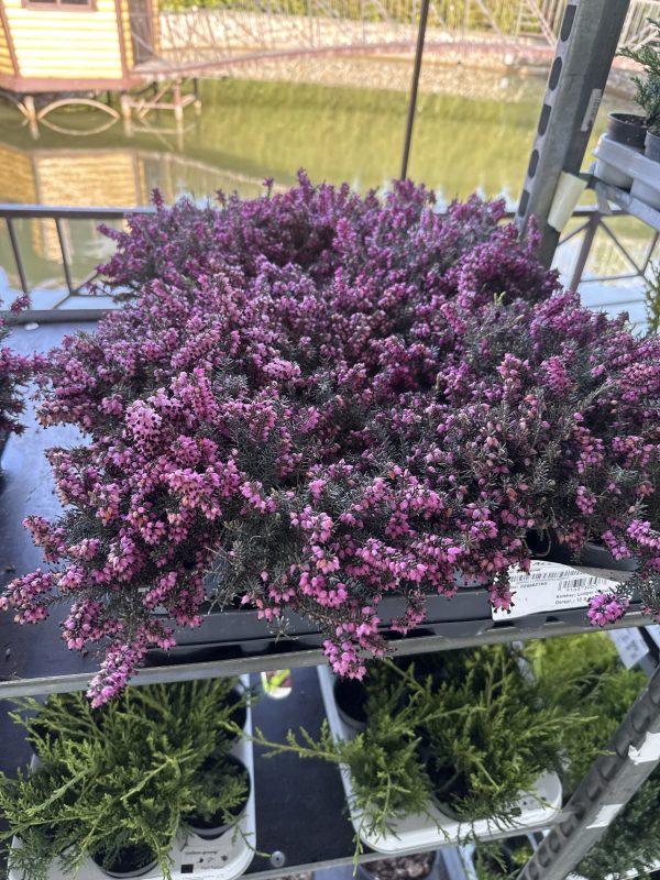 ЭРИКА КРАСНАЯ Х 12