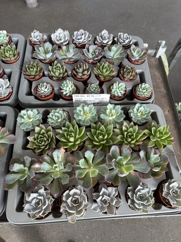 ЭХЕВЕРИЯ МИКС Х 20