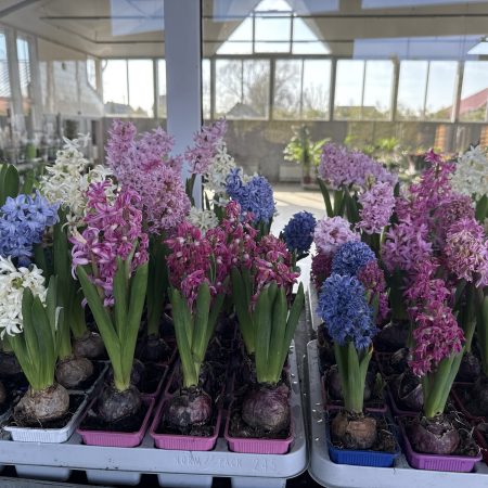 ГИАЦИНТ 1 ТАК МИКС Х 20