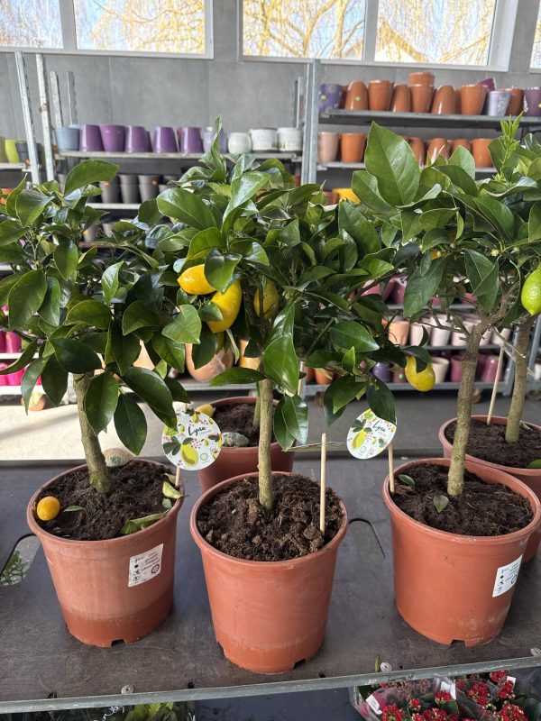 ЦИТРУС ШТАМБ 65 СМ