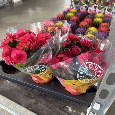 БЕГОНИЯ МИКС Х 6