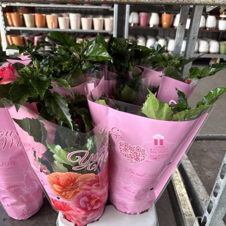 ГИБИСКУС МИКС Х 8