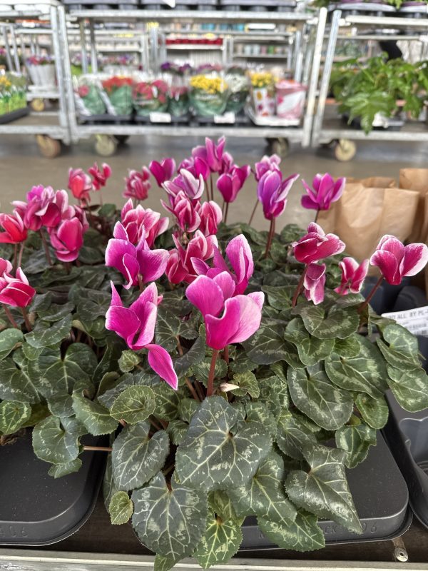 ЦИКЛАМЕН 27 СМ Х 6