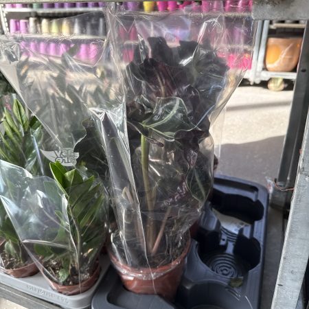 АЛОКАЗИЯ ПОЛЛИ 50 СМ Х 6