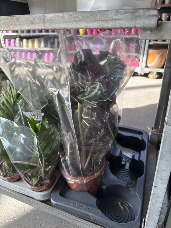 АЛОКАЗИЯ ПОЛЛИ 50 СМ Х 6