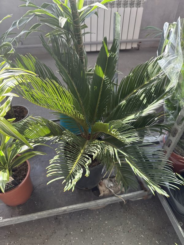 ЦИКАС ЭКСТРА 65 СМ