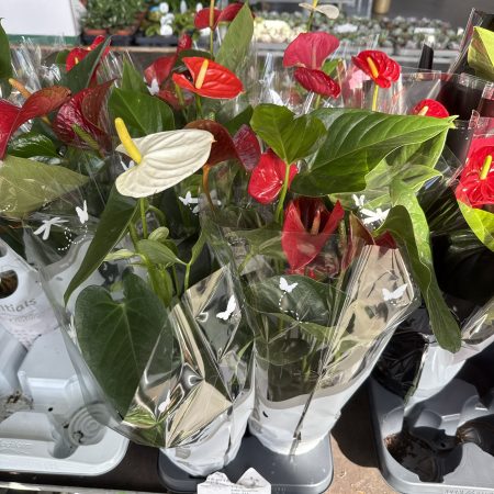 АНТУРИУМ МИКС 50 СМ Х 8