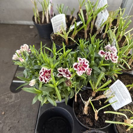 ГВОЗДИКА МИКС Х 18