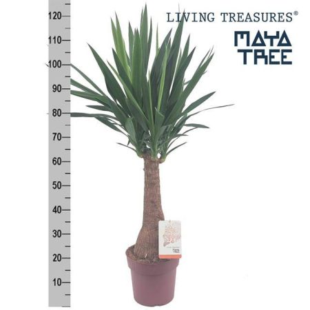 ЮККА ЭКСТРА 110 СМ