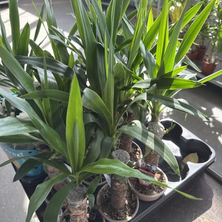 ЮККА Х 1 ТАК Х 8