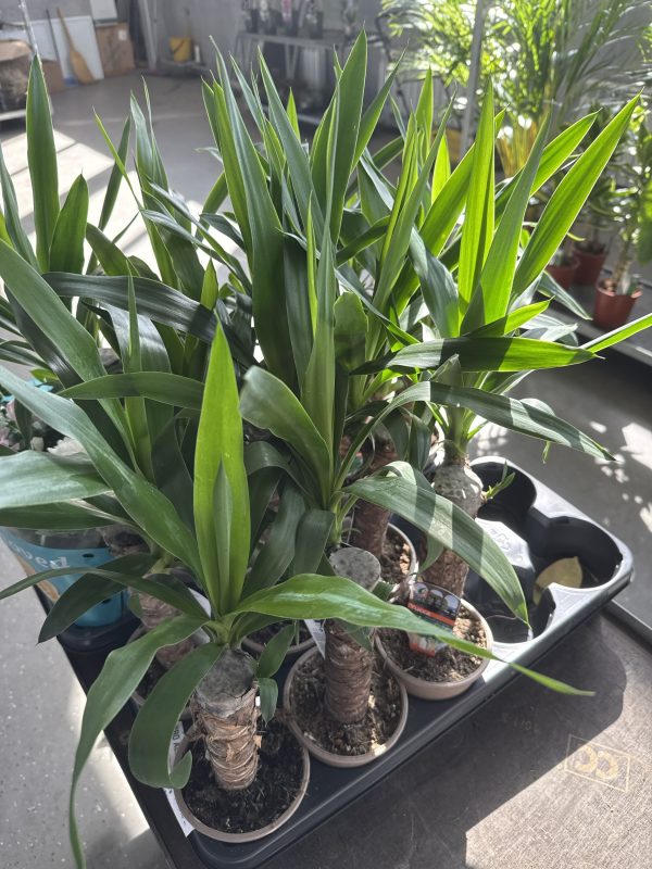 ЮККА Х 1 ТАК Х 8