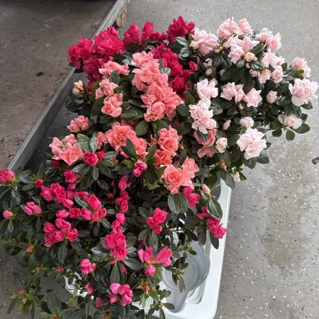 АЗАЛИЯ МИКС Х 6