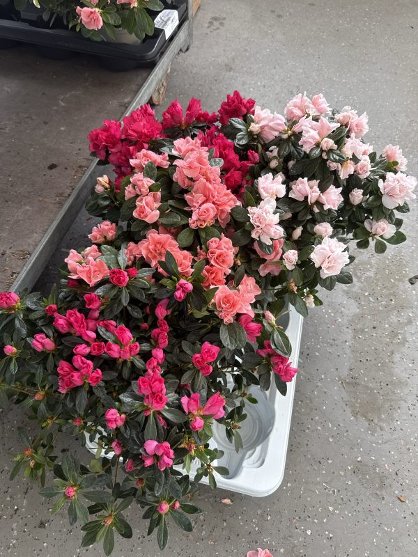 АЗАЛИЯ МИКС Х 6