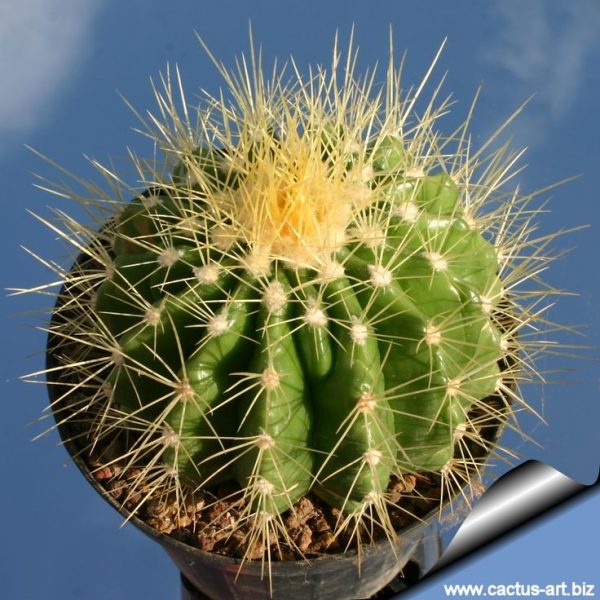 ЭХИНОКАКТУС ЗЕЛЕНЫЙ Х 6