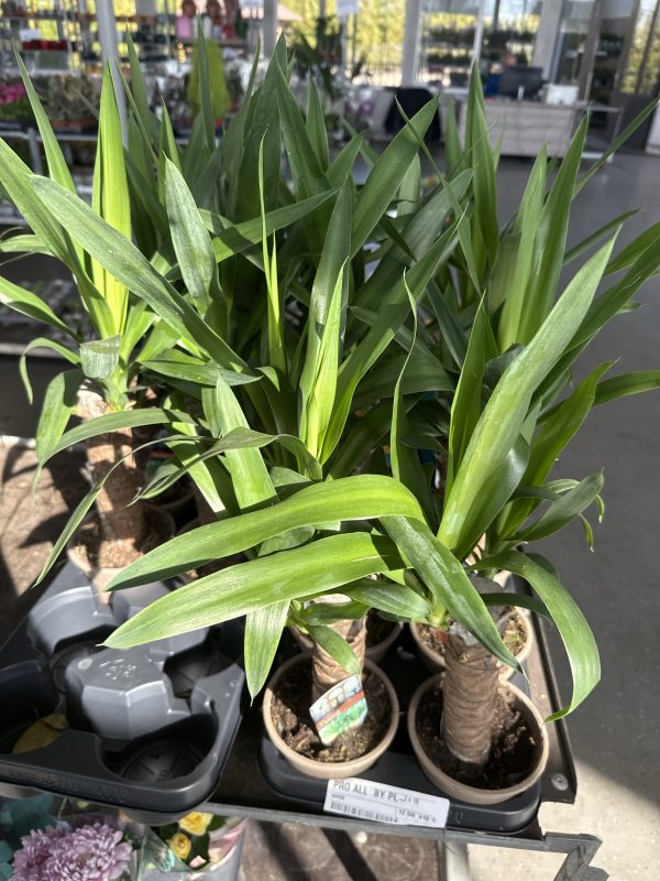 ЮККА Х 1 50 СМ (Х10)