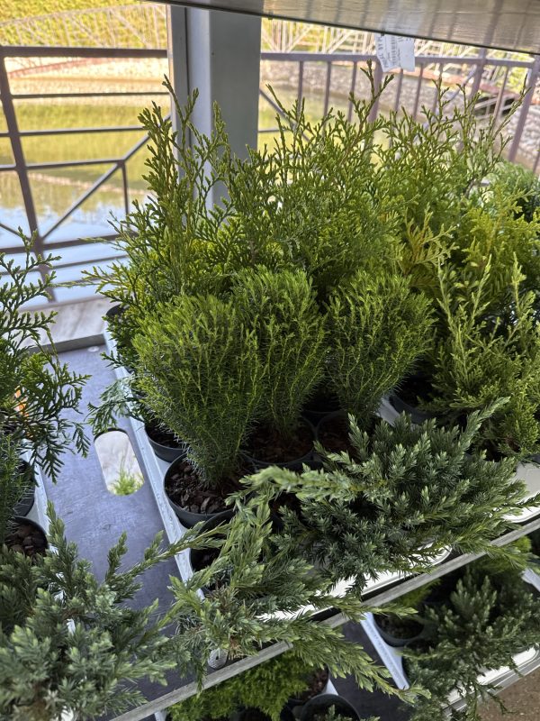 ХВОЙНЫЙ МИКС Х 18