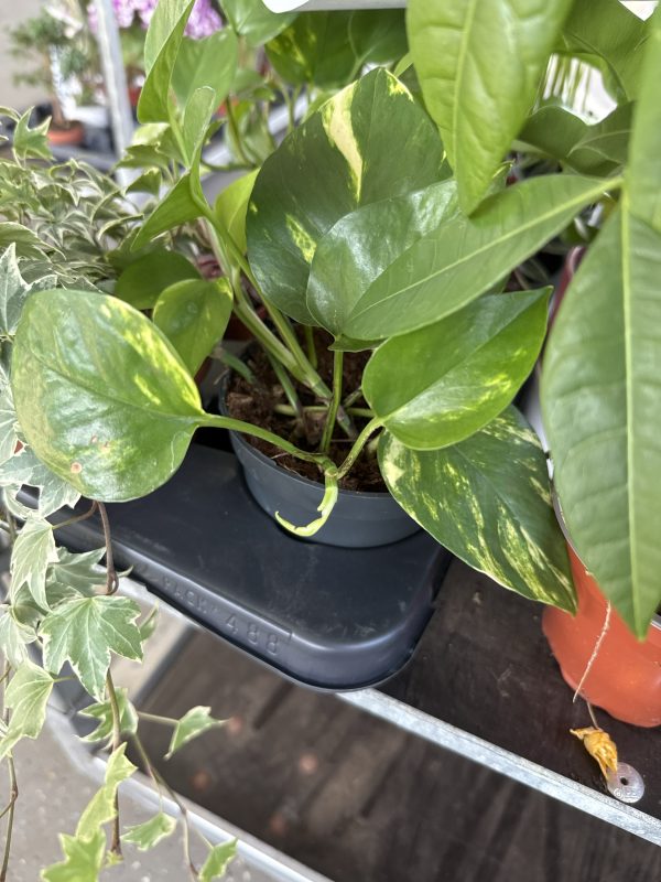 ЭПИПРЕМНУМ Х 6 / Х 10