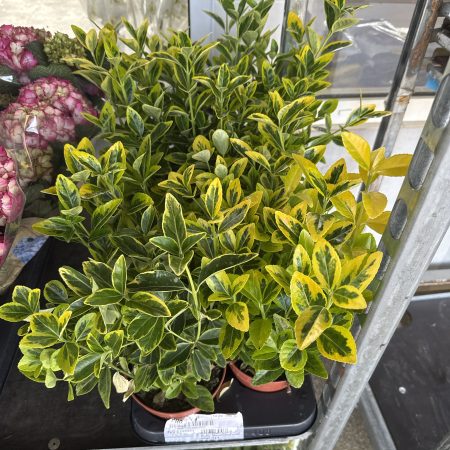 БЕРЕСКЛЕТ 30 СМ Х 8