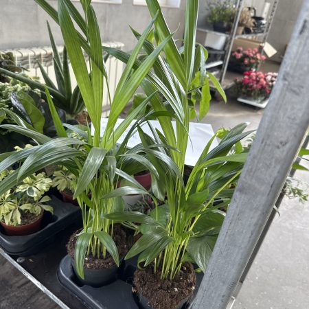 АРЕКА 50 СМ Х 12