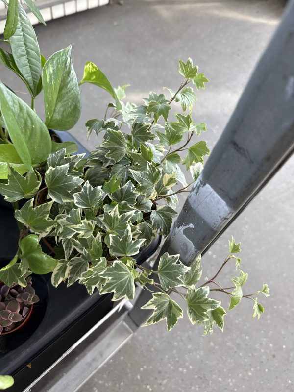 ХЕДЕРА 20 СМ Х 8