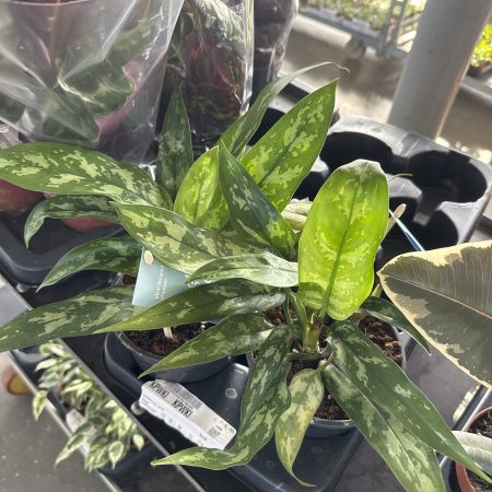 АГЛАОНЕМА МАРИЯ 35 СМ Х 8