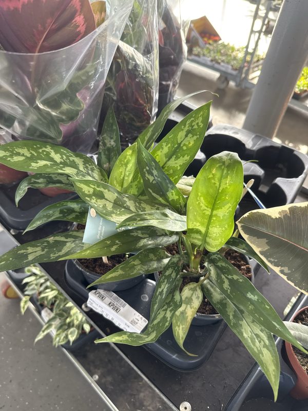 АГЛАОНЕМА МАРИЯ 35 СМ Х 8