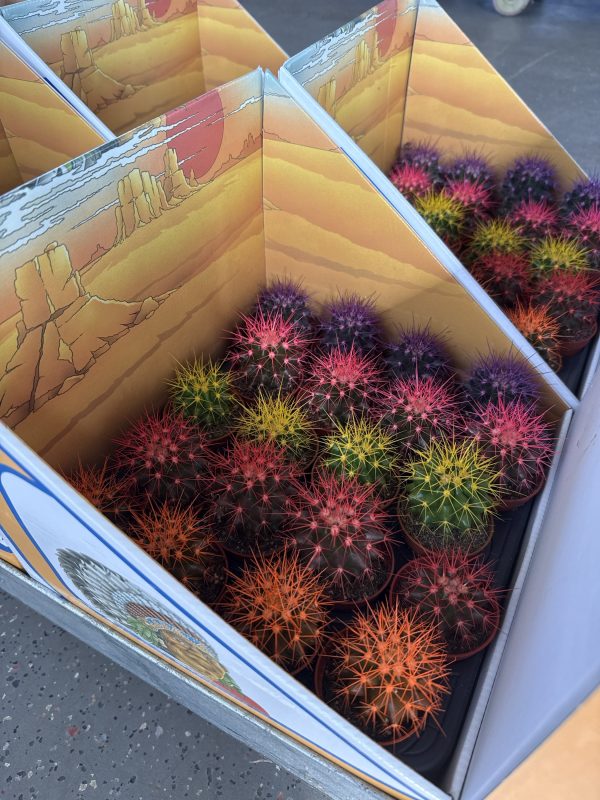 ЭХИНОКАКТУС МИНИ МИКС Х 20