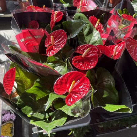 АНТУРИУМ КРАСНЫЙ 50 СМ Х 8