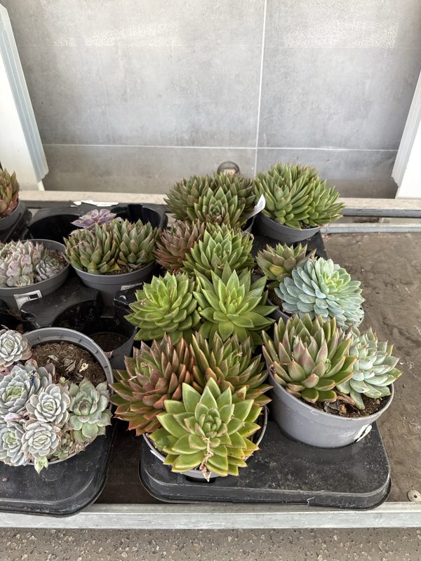 ЭХЕВЕРИЯ МИКС Х 8