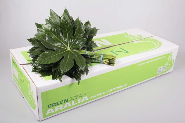 Aralia-Green-Ocean.jpg ФАТСИЯ 60