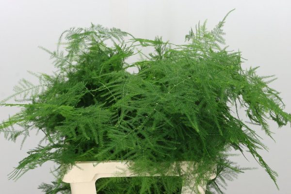 Asparagus-Plumosus.jpg АСПАРАГУС ПЛЮМ