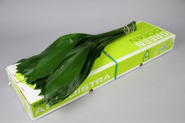 Aspidistra-Green-Ocean.jpg АСПИДИСТРА