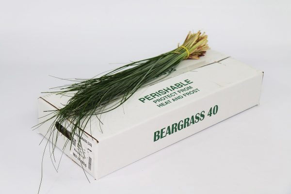 Beargrass.jpg УСЫ