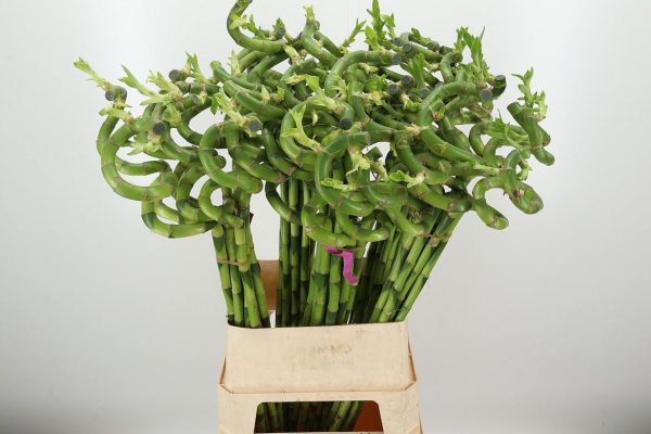 Drac-S-Lucky-Bamboo.jpg БАМБУК 100