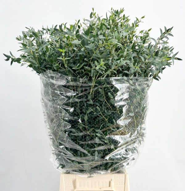 Euc-Parvifolia.jpg ЭВКАЛИПТ ПАРВИФОЛИЯ
