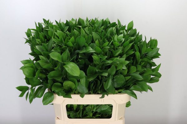 Ruscus-IL.jpg РУСКУС КРУПНЫЙ