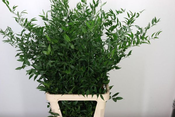 Ruscus-IT.jpg РУСКУС МЕЛКИЙ