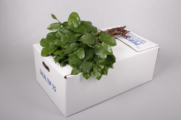 Salal-Tips.jpg САЛАЛ