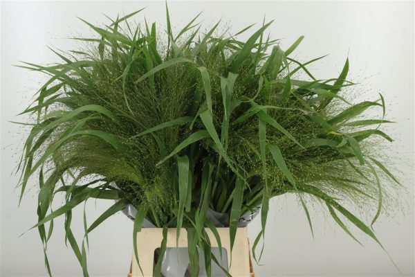 Siergras-Panicum-Fountain.jpg ПАНИКУМ